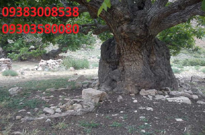 نماد درخت در گنج یابی